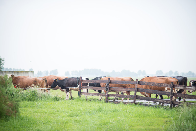 Fotoreportage: Bio-Bauernhof Noorderlicht