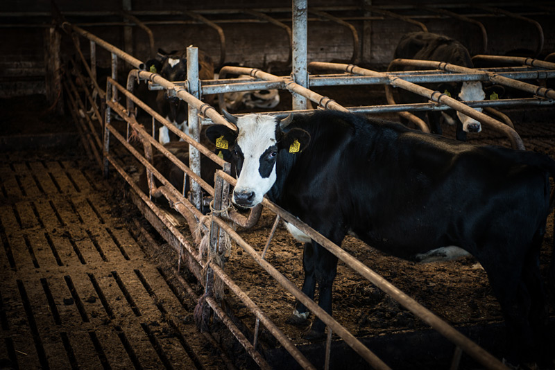 Fotoreportage: Bio-Bauernhof Noorderlicht