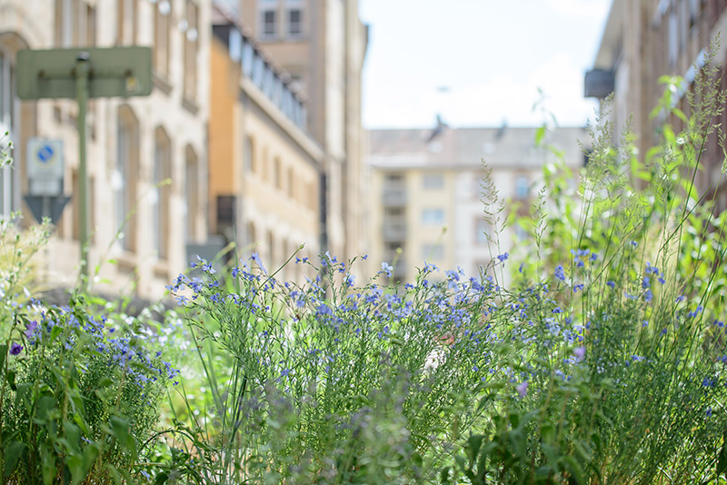 Grünflächen und Umwelt